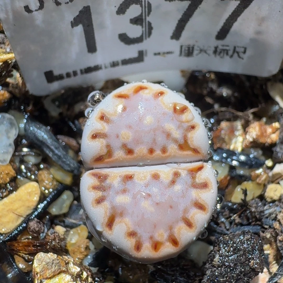 zzzz生石花钱肉锥1377