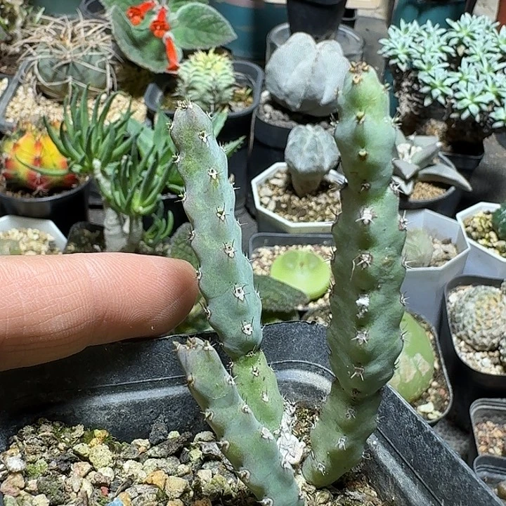 134贝瑞纳斯脱土发货