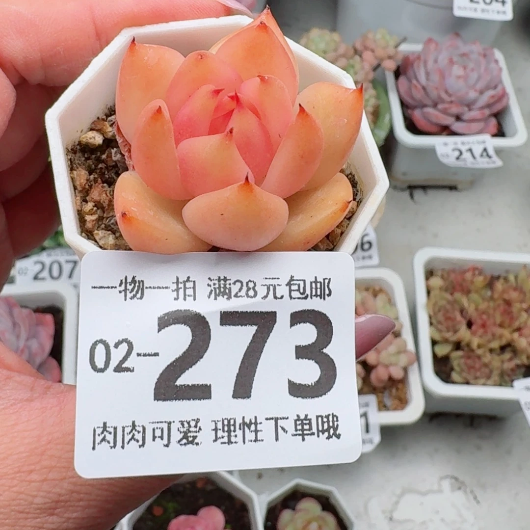 香槟杂无盆土发货无盆土无