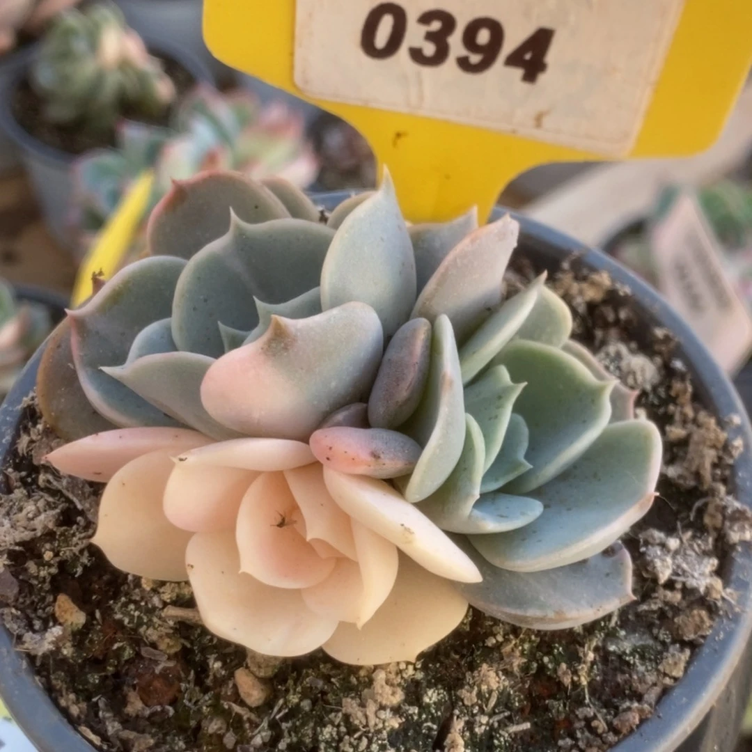 394双子座锦锦锦锦锦