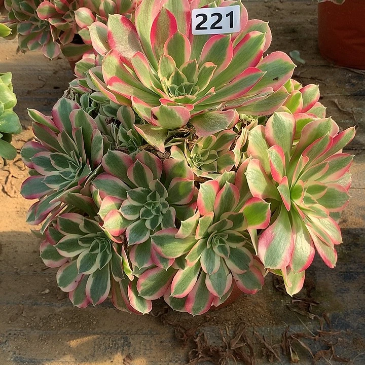多肉植物叶罗刹221