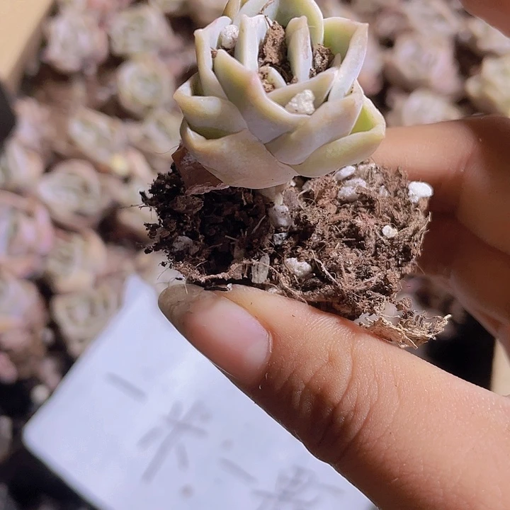 98精品可爱玫瑰2颗一组