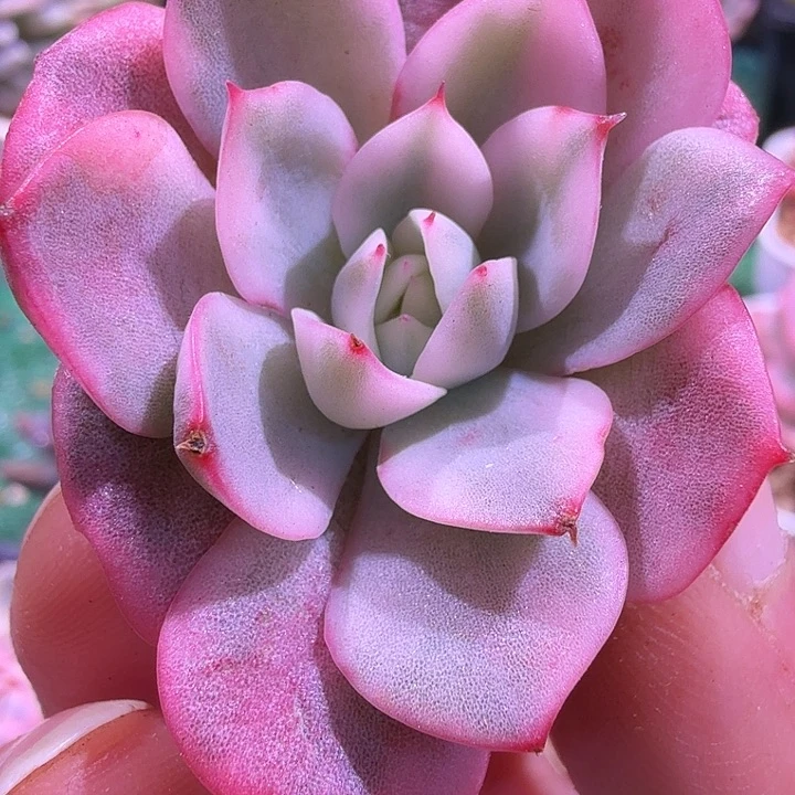 粉水晶锦多肉锦植物