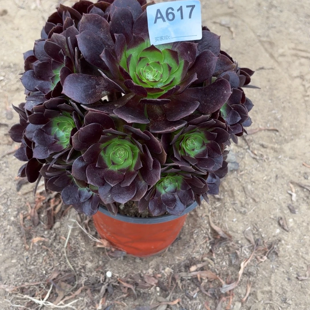 赤焰莲断枝不包617