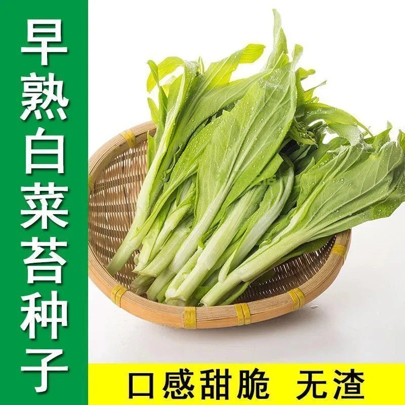 早熟白菜苔种子甜菜芯白菜苔种籽四季播菜薹阳台盆栽菜籽蔬菜种子