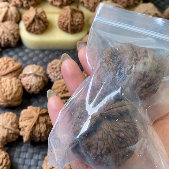 志白狮子白狮子白狮子
