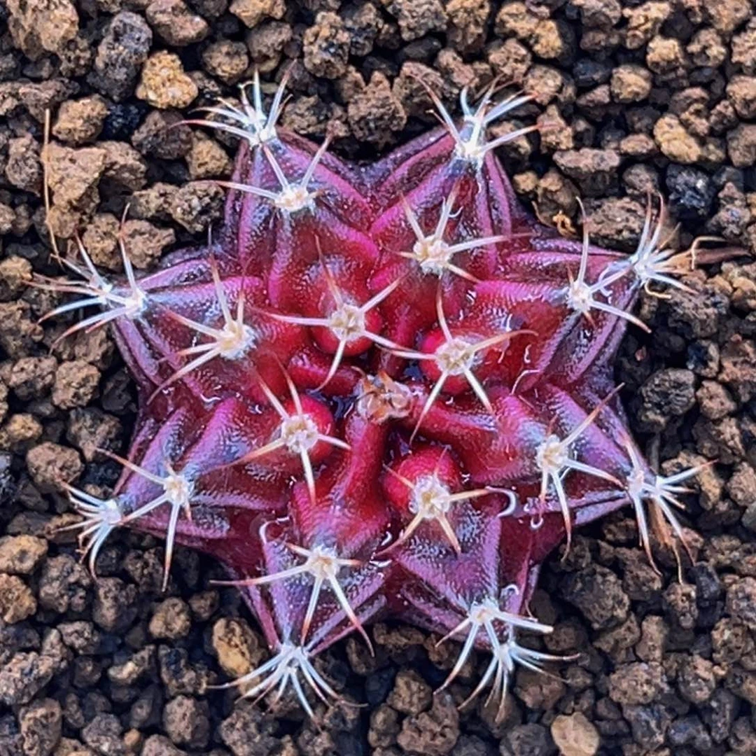 红宝石之心实生 米哈仙人球