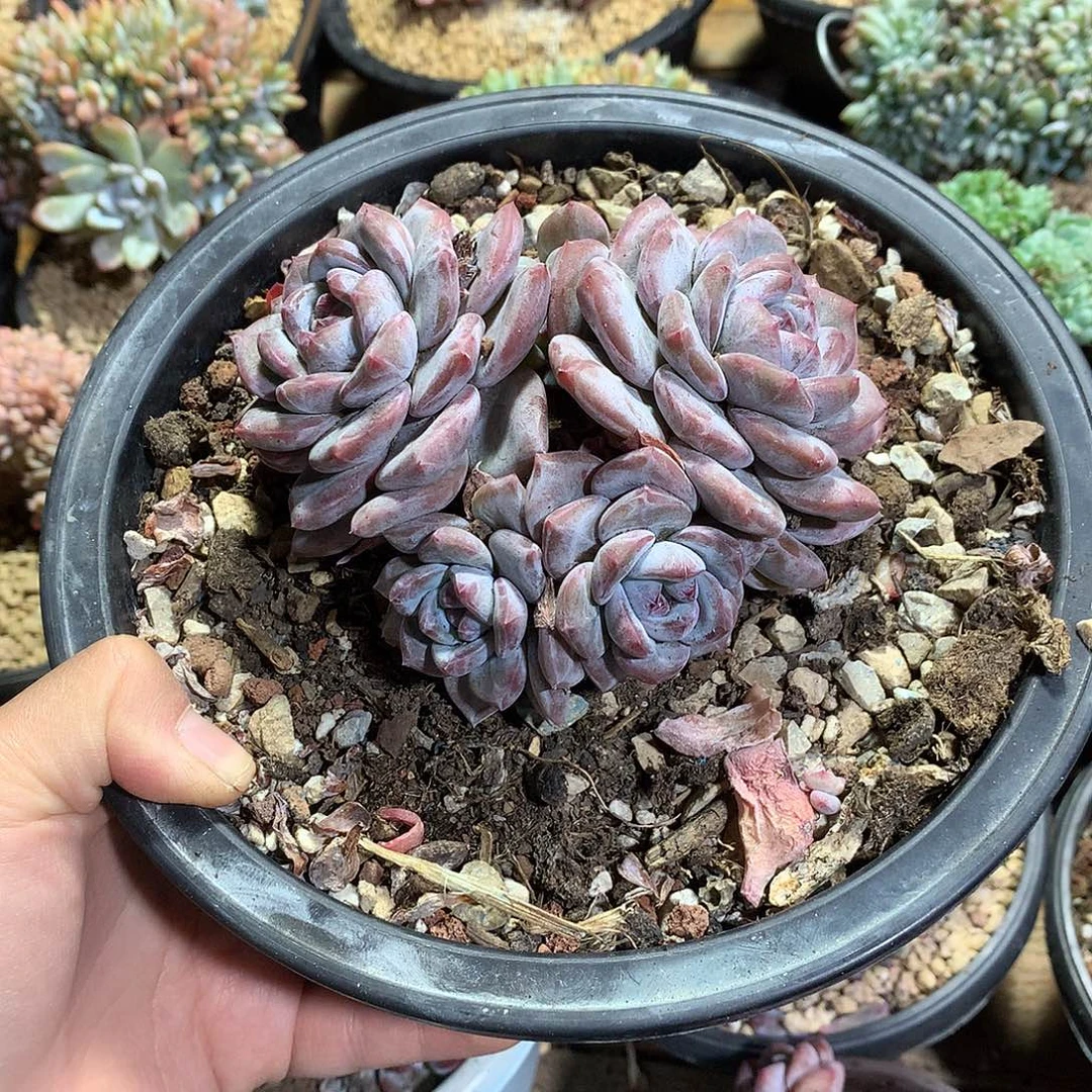6头哈哈哈哈哈哈哈