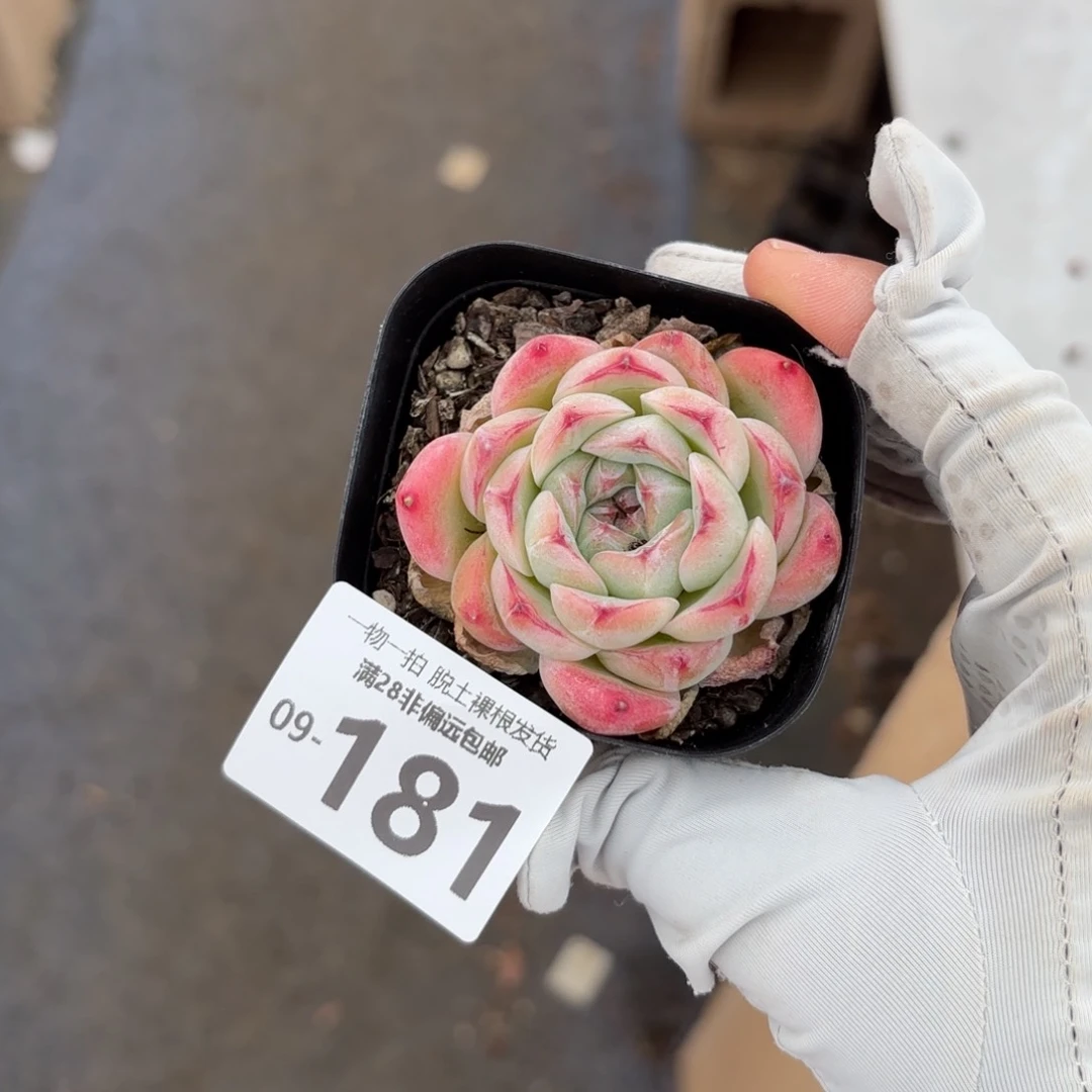 魔根单头多肉多肉