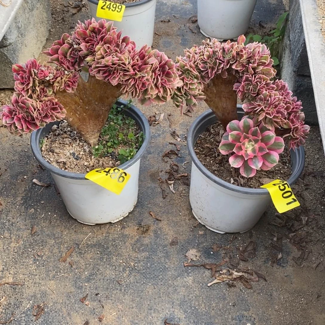 粉女巫缀多肉法师24862501