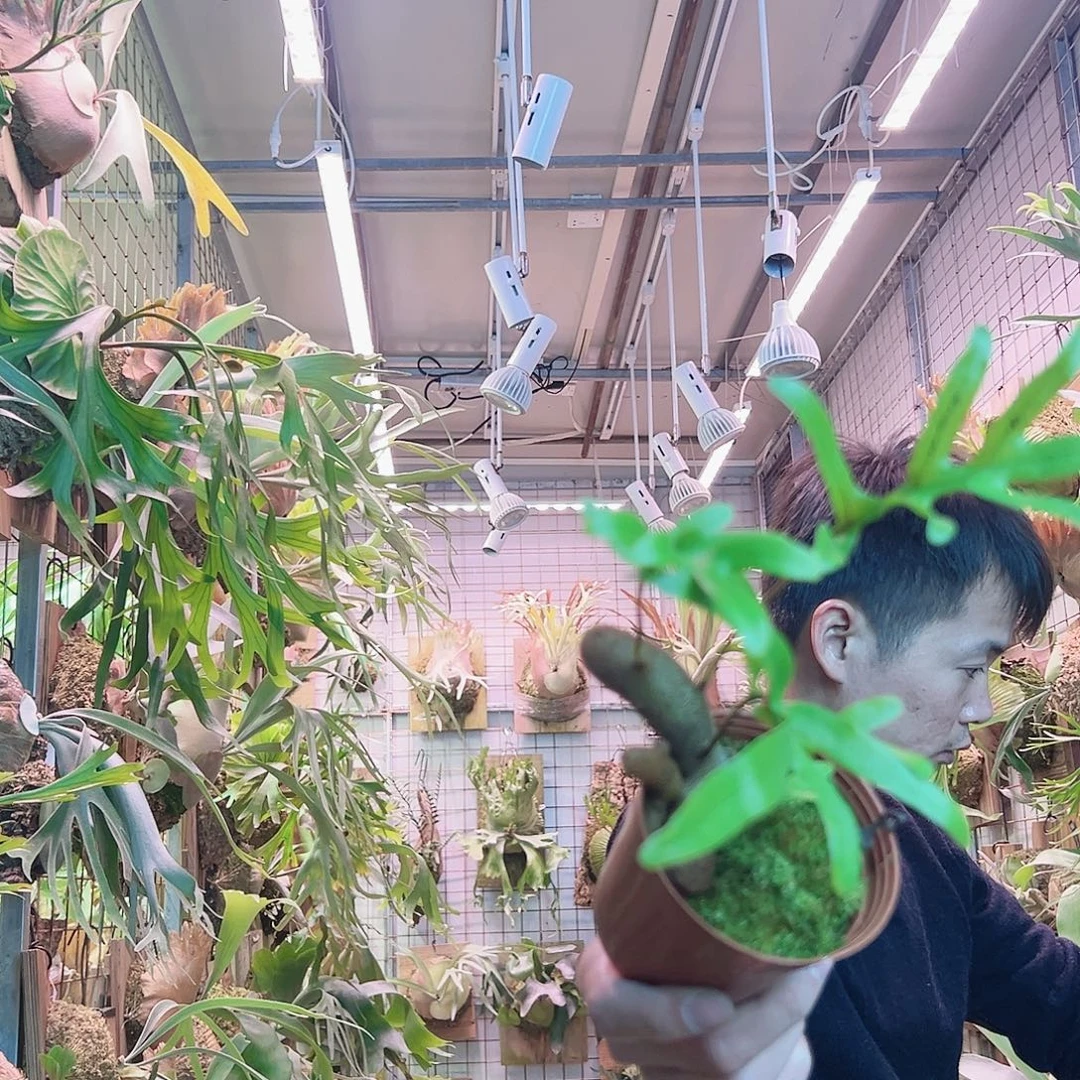 无花朵土豆蚁蕨a52。