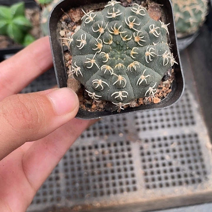 759仙人球开花植物