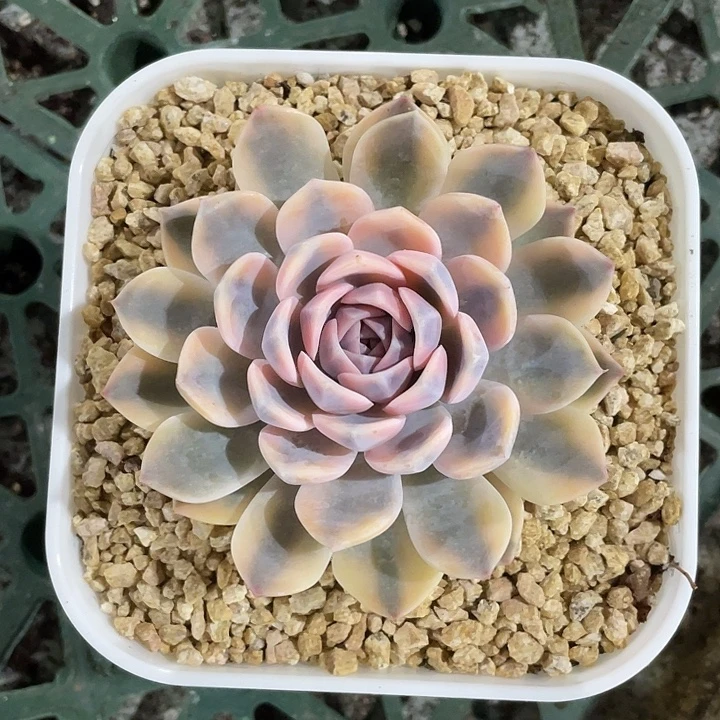 汉堡锦一物一拍锦龙