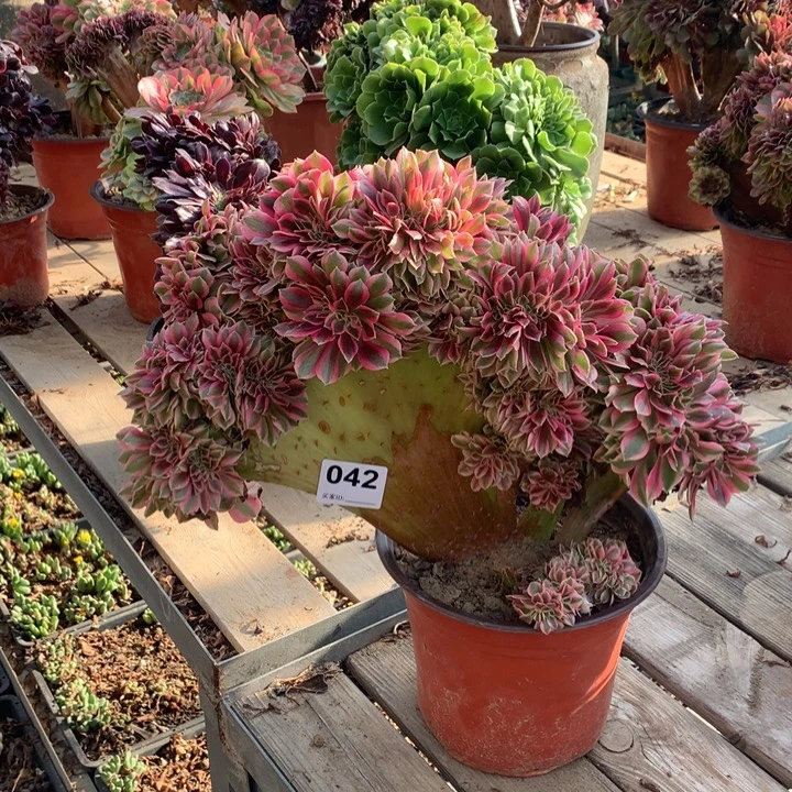 042粉女巫缀多肉法师