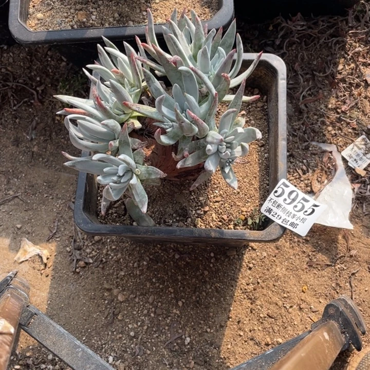 955号奥罗拉多肉植物