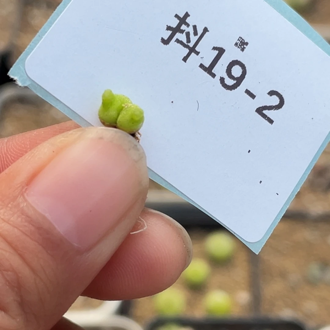 5**919-2肉锥多肉植物