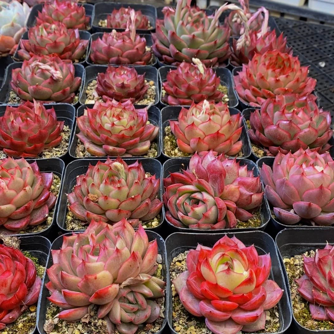 陈*太725多肉植物保护研究所所长助理