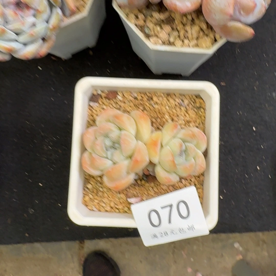 慈*070冰玉（7厘米左右）