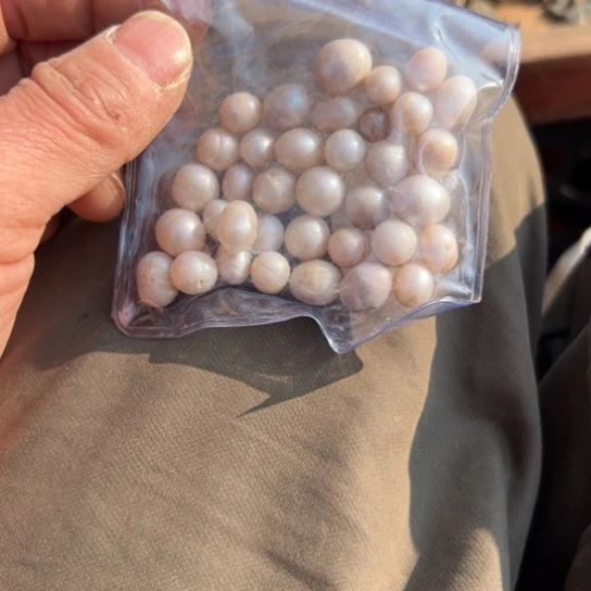 笑****杂色豆（科檀/科特迪瓦檀木）