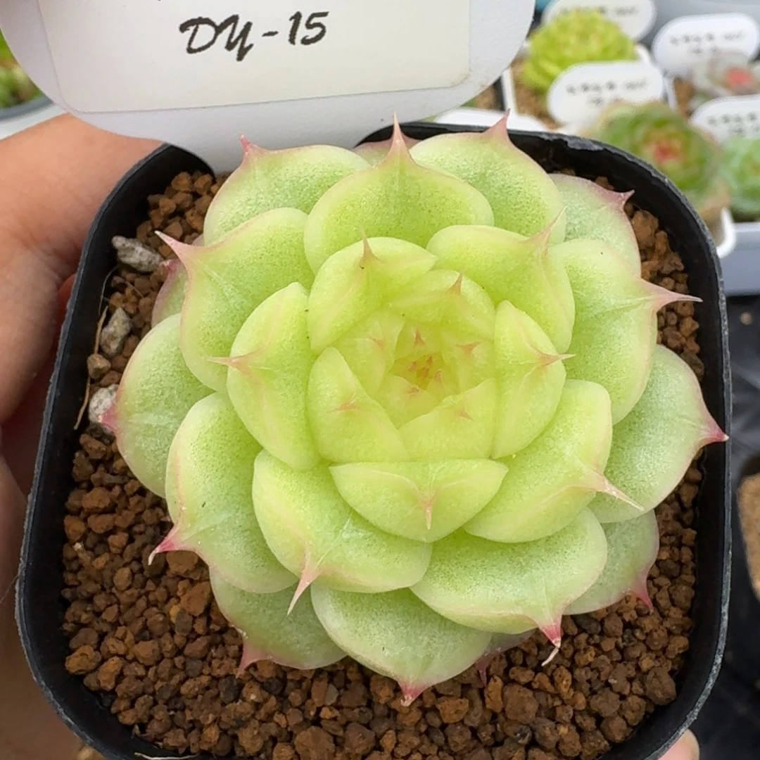 0608-015-如意单头