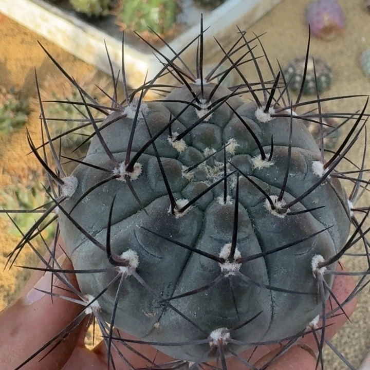 黑鸠玉无根66666666