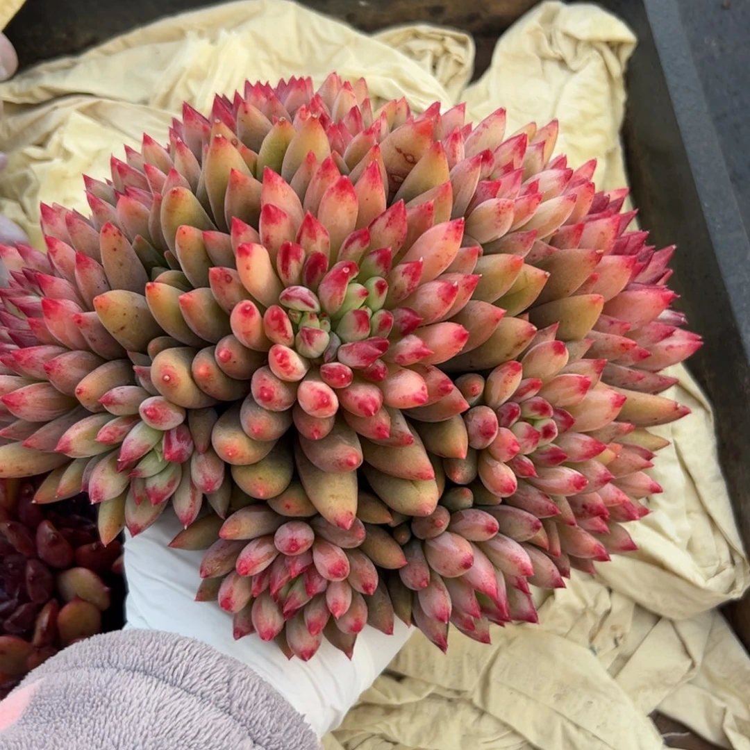 二代虞美人多肉植物