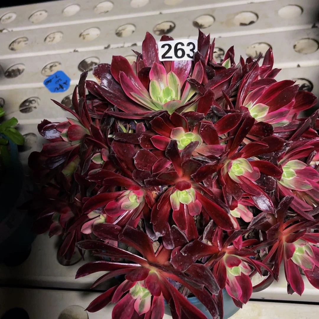 法师法师7–40包邮法师