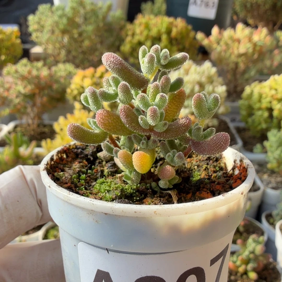 闹***闹A807冰冰虾一物一拍