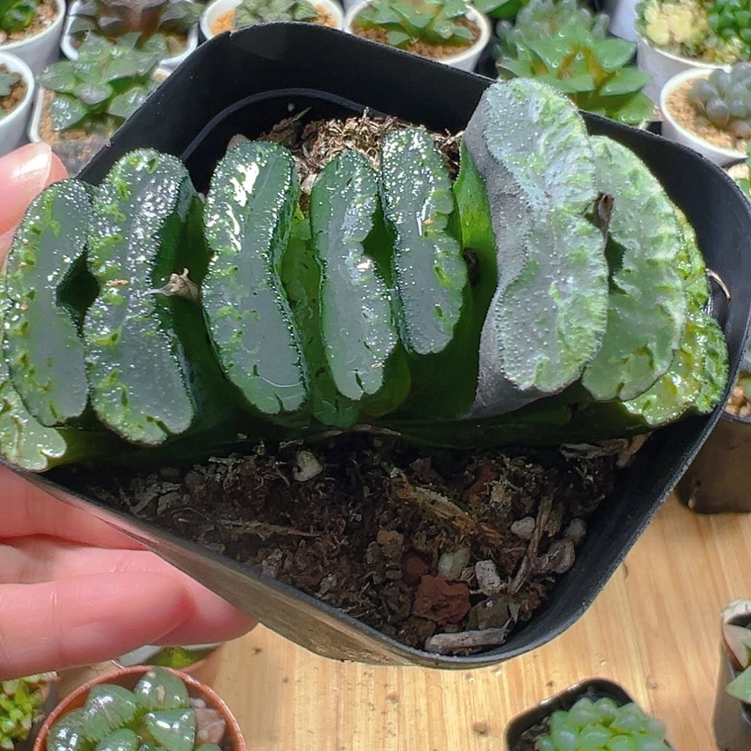 玉扇多肉玉露多肉植物一颗