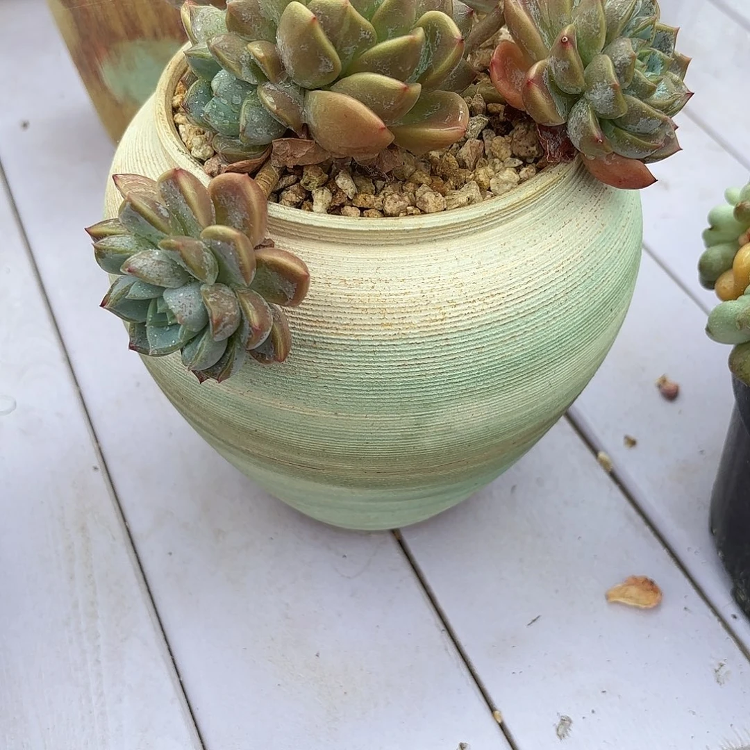 多肉植物啦啦啦啦啦