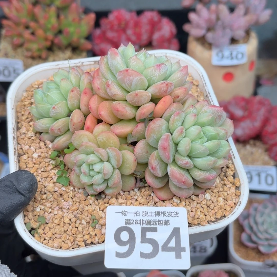 百达翡翠无盆土发货