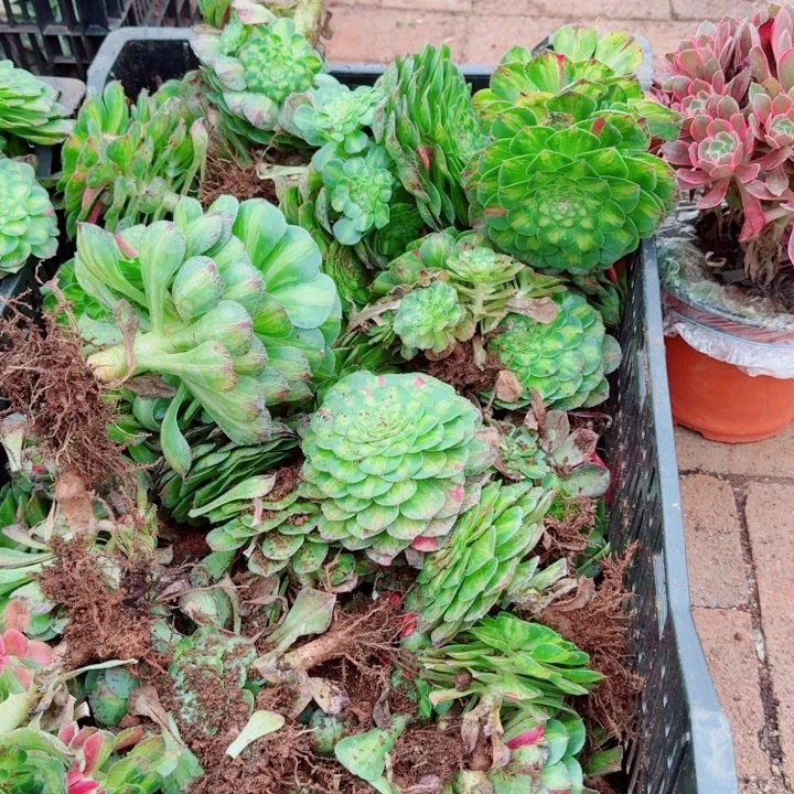 知否带跟9.9的啊