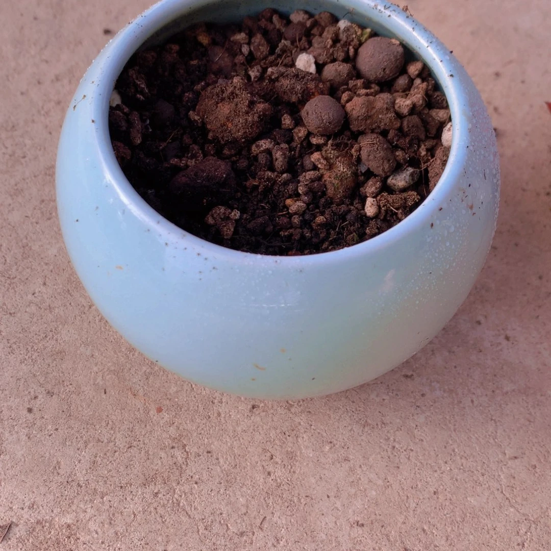 多肉植物花盆包邮