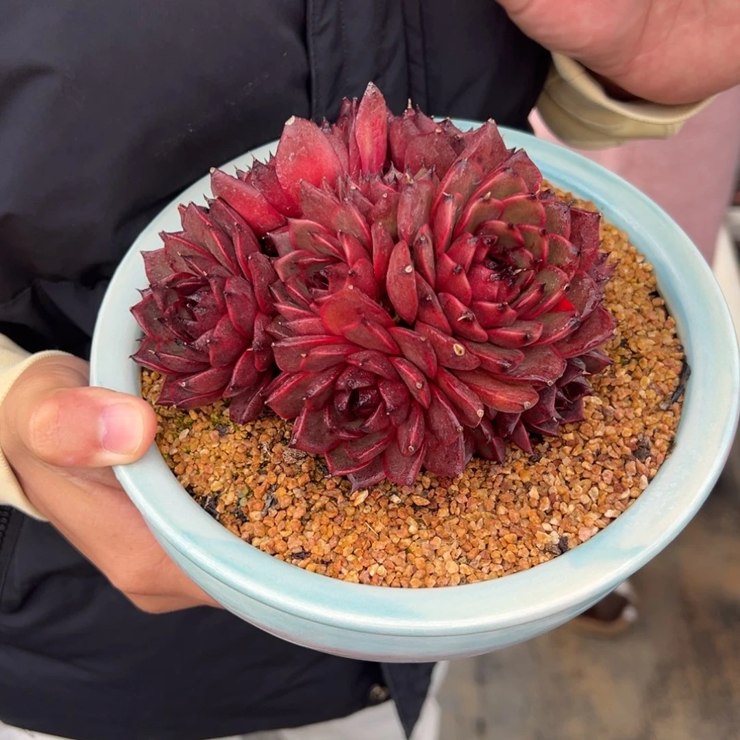 从前慢花园多肉编号1224-42