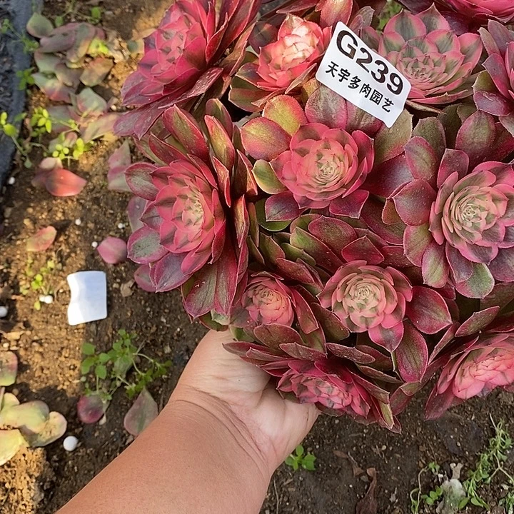 存***梅多肉植物荔枝239多肉