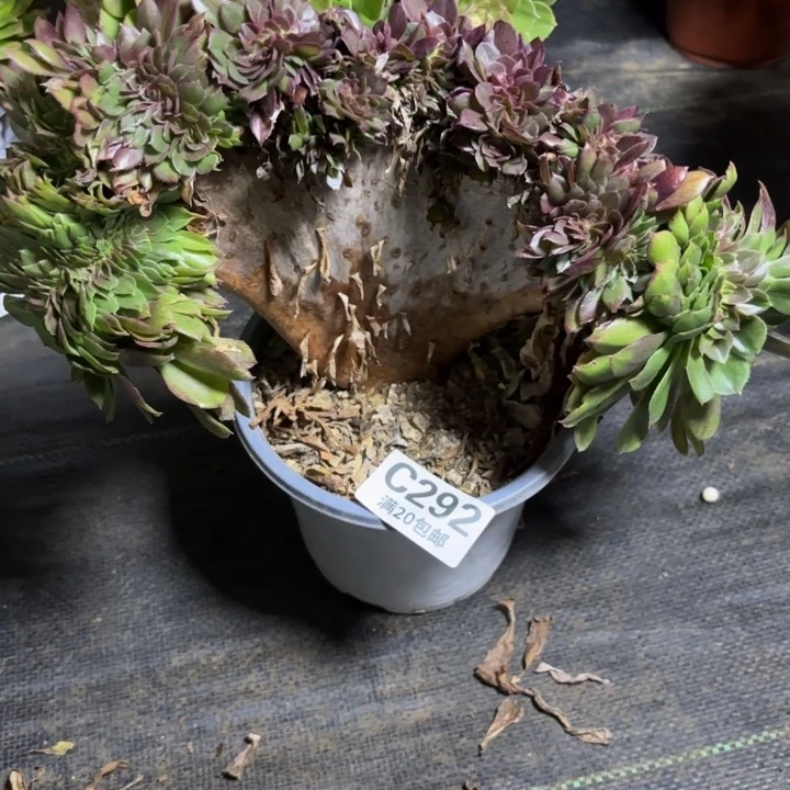 瑞妈一物一拍292