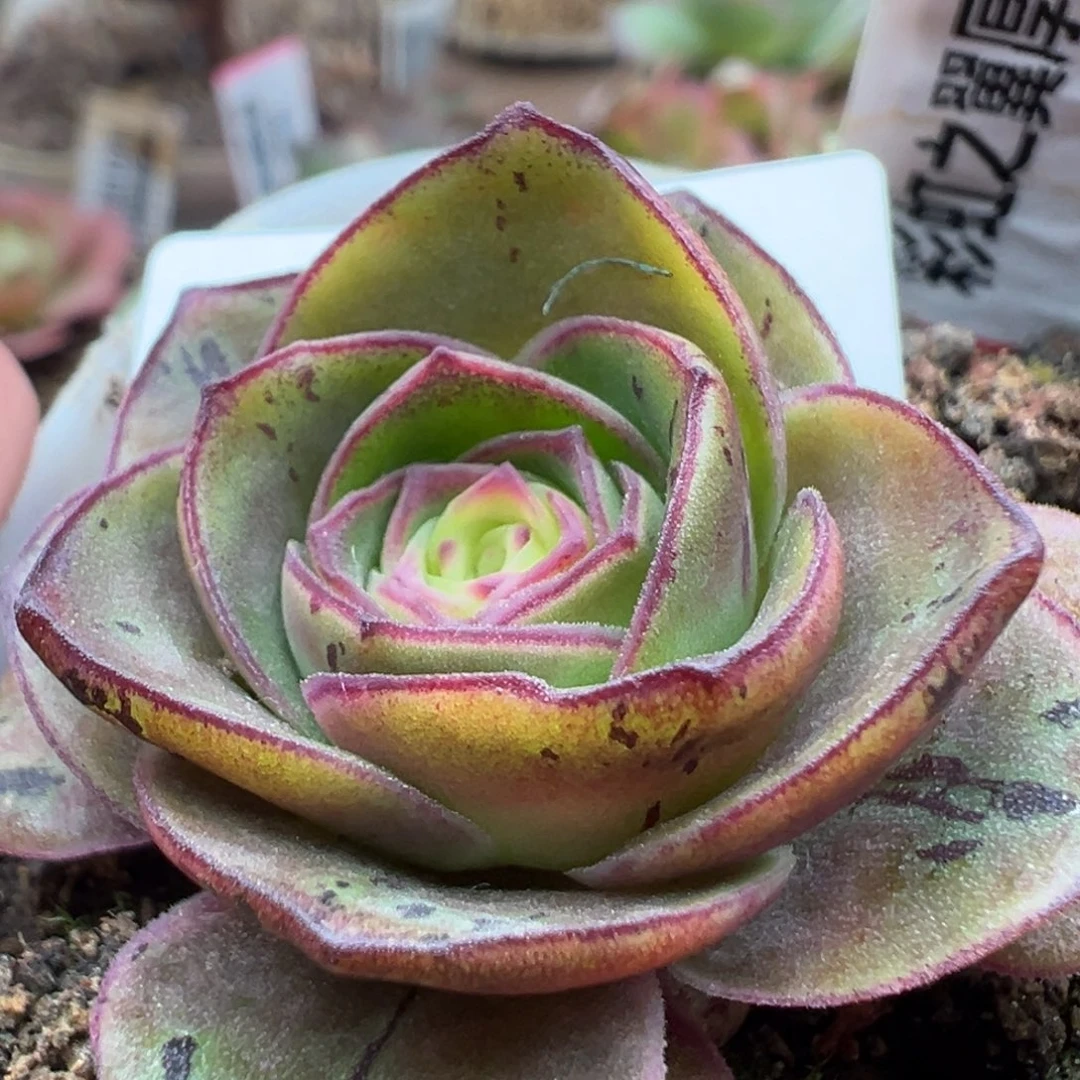 陈陈苗苗931彩虹厚叶美娜开播福利