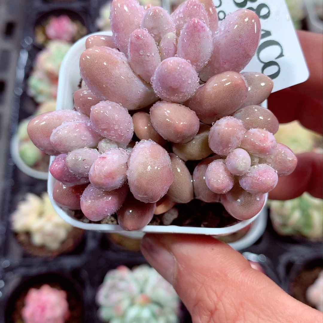 5厘米精控多肉384