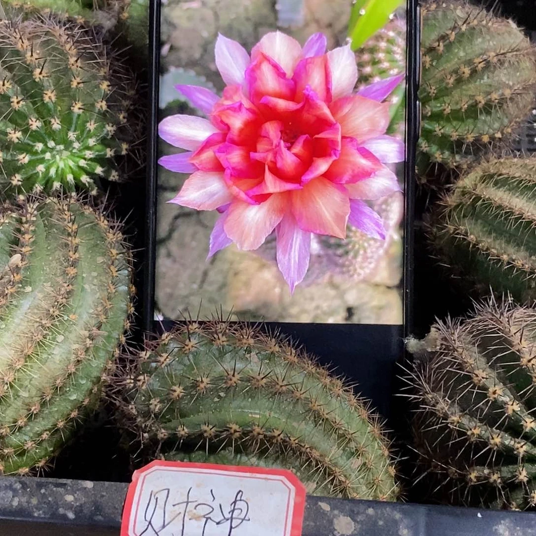 彩 财神侧芽 歪 20包邮5公分