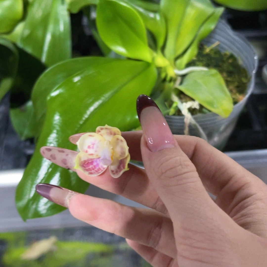 无花朵蝴蝶兰原生蘑菇盾