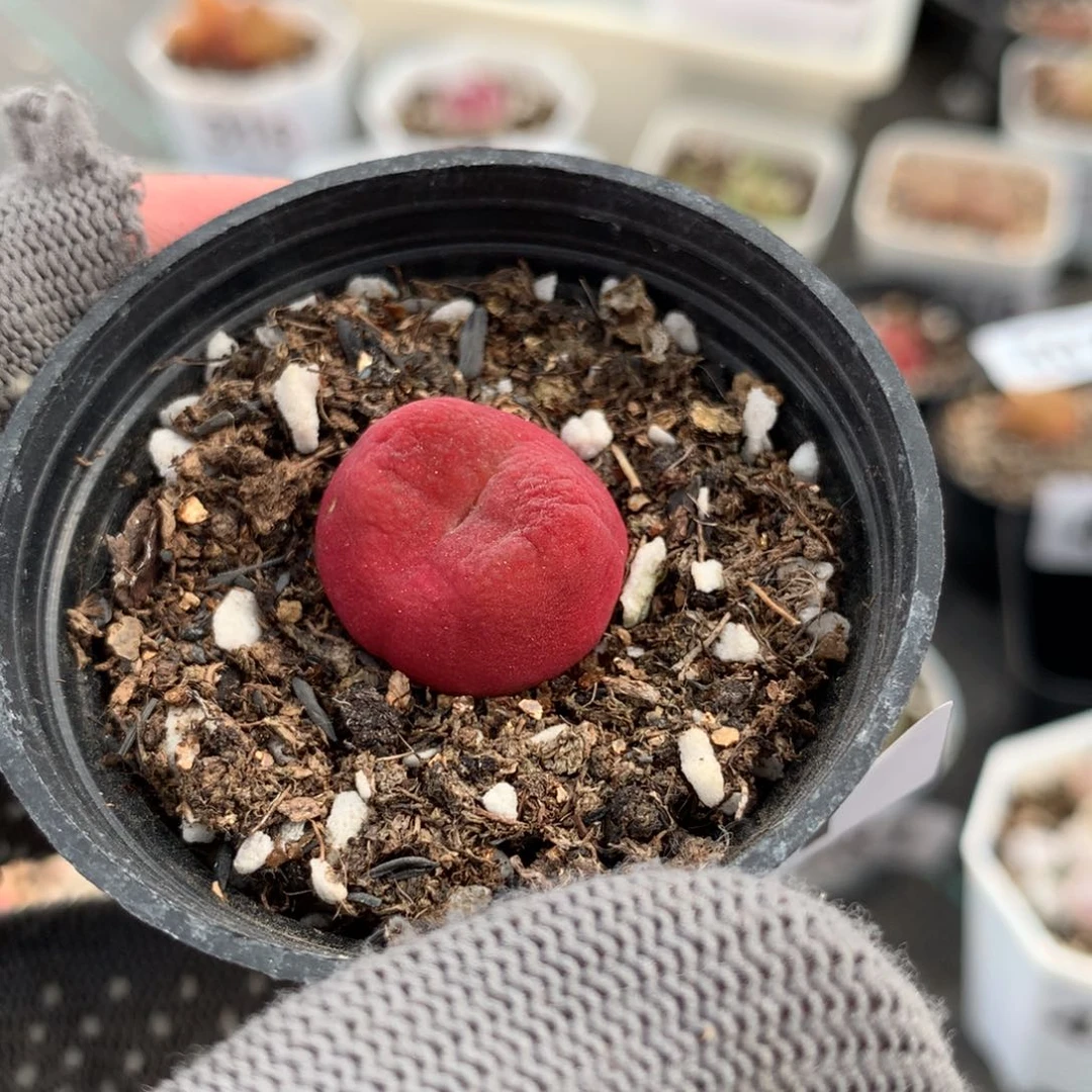 唔**西451母本毛毛一颗