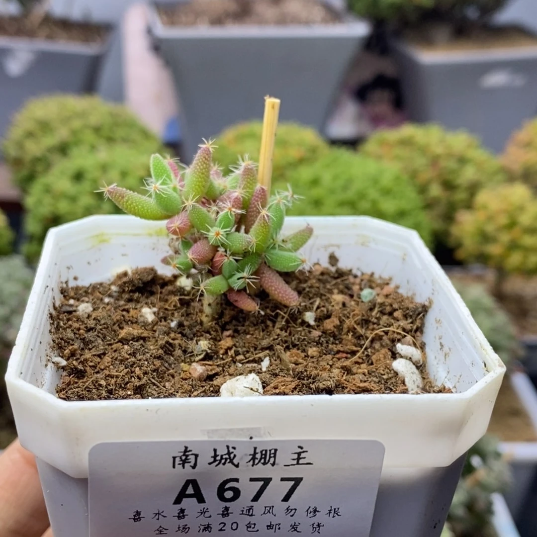 677实生玉米枝干番杏