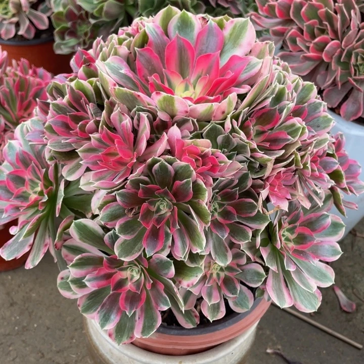 119男神精品法师多肉