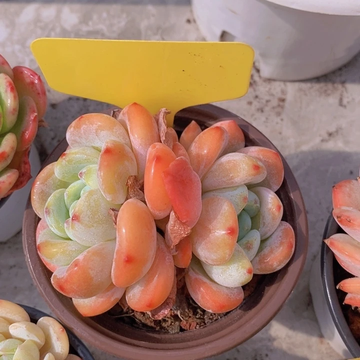 R****e多肉植物，开心多肉