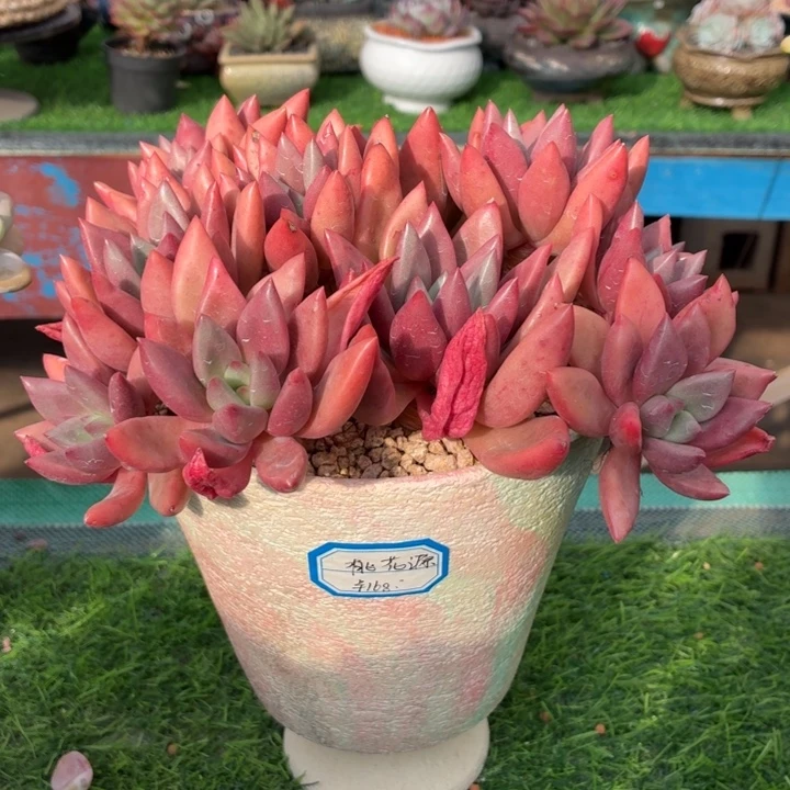 多肉植物桃花源-4