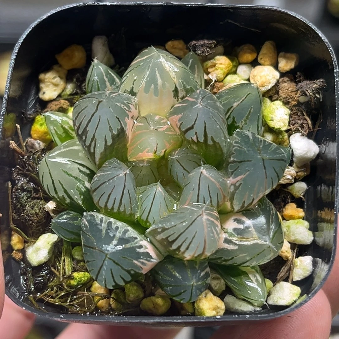 243大窗变异龙爪玉露锦