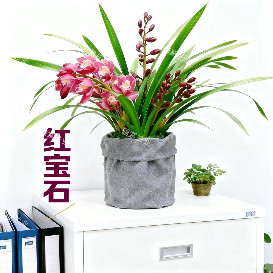 蕙兰-【红宝石】大爆盆8-10苗原盆原土浓香型报岁兰年宵花高端室内