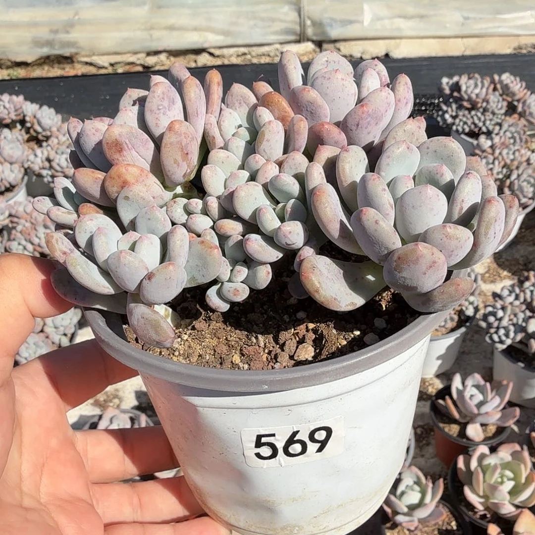 569十二公分无砍香香雪满20包邮