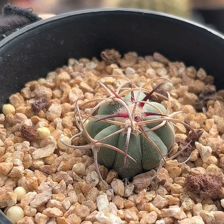 雨****o仙人球实生 花王