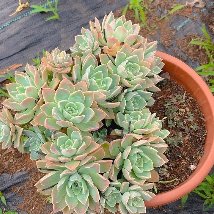 哈利噢森。。。。。。。。。。。。